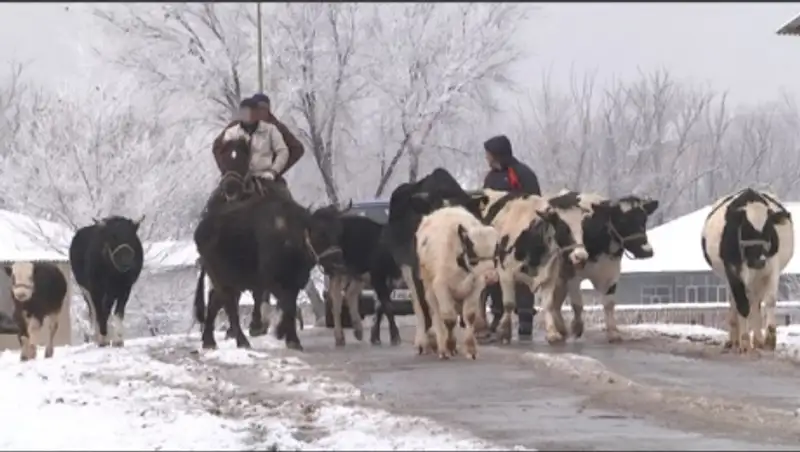 Группа скотокрадов задержана в ЮКО