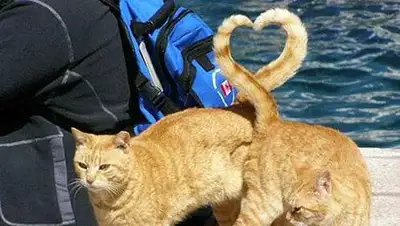 Zakon.kz, фото - Новости Zakon.kz от 08.12.2014 17:12