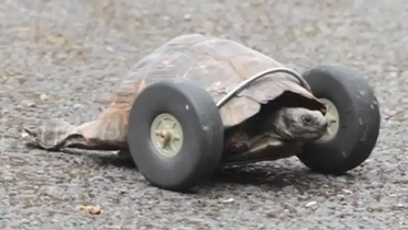 Черепахе вместо отгрызенных крысами лап поставили колеса