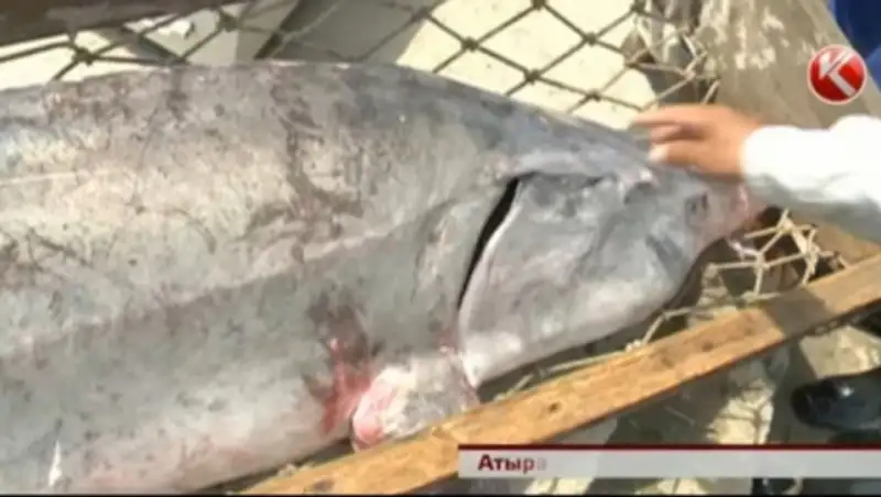 Атырауские рыбаки поймали гигантскую белугу