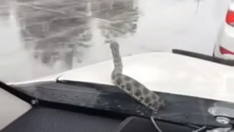 В Актау из-под капота автомобиля выползла змея