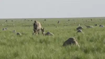 Zakon.kz, фото - Новости Zakon.kz от 29.05.2015 21:38