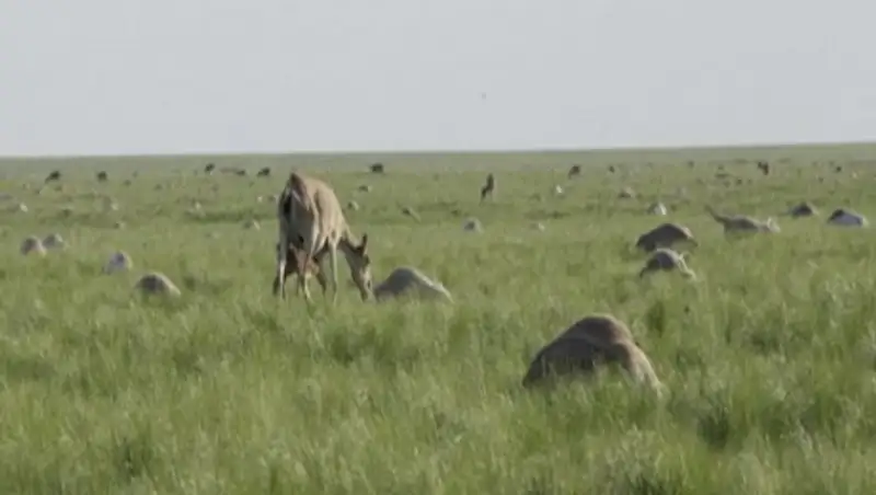 В Костанайской области закончились работы по утилизации погибших сайгаков