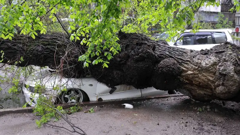 15-метровый тополь придавил автомобиль в Шымкенте