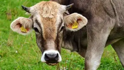 pixabay.com, фото - Новости Zakon.kz от 20.08.2021 21:24