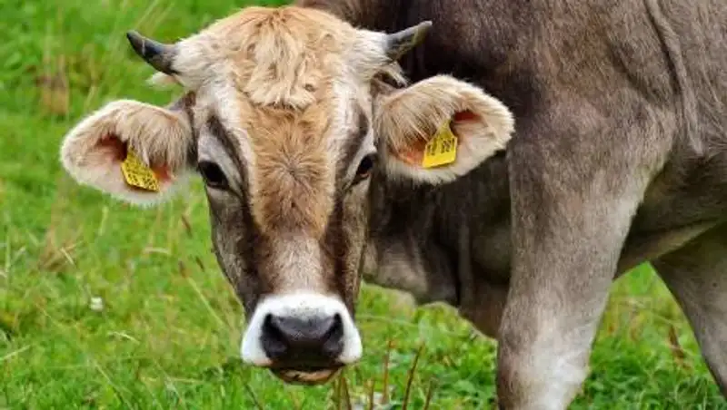 Коровы оккупируют популярные пляжи во Франции и нападают на людей