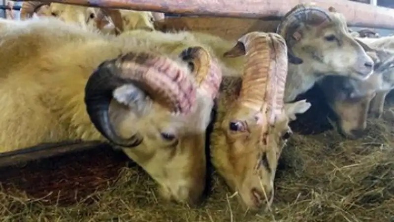 В Исландии нашли барана-единорога