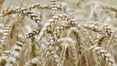 pxhere.com, фото - Новости Zakon.kz от 21.09.2021 09:35