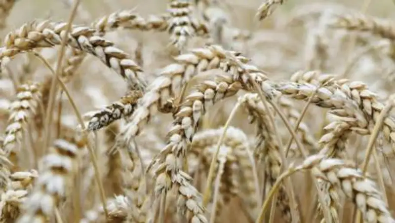 Сколько зерна отправит Казахстан на экспорт, рассказали в правительстве