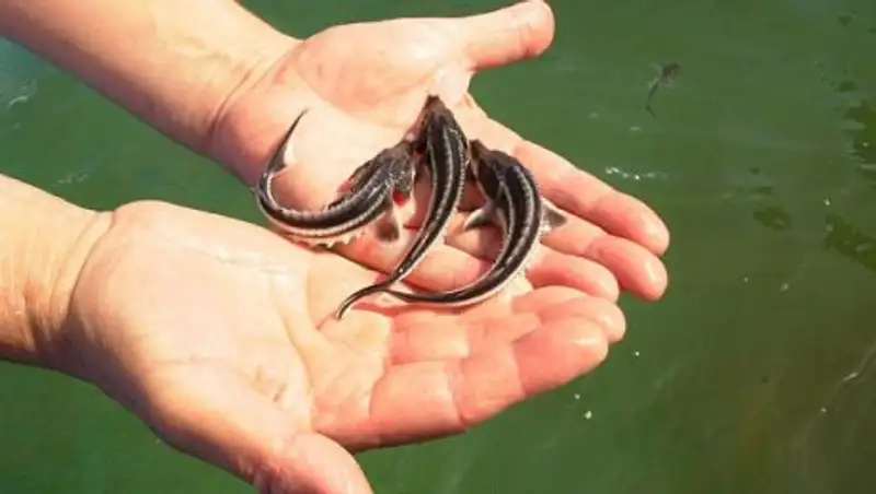 Ограничение на вылов осетровых в Каспии может быть 25 лет