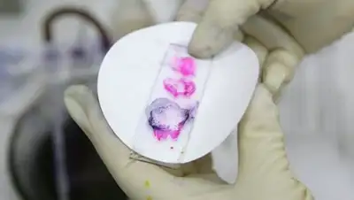 Zakon.kz, фото - Новости Zakon.kz от 24.05.2017 19:13