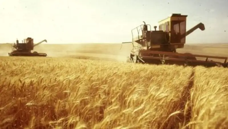 В ЮКО собрано 470 тысяч тонн зерновых культур