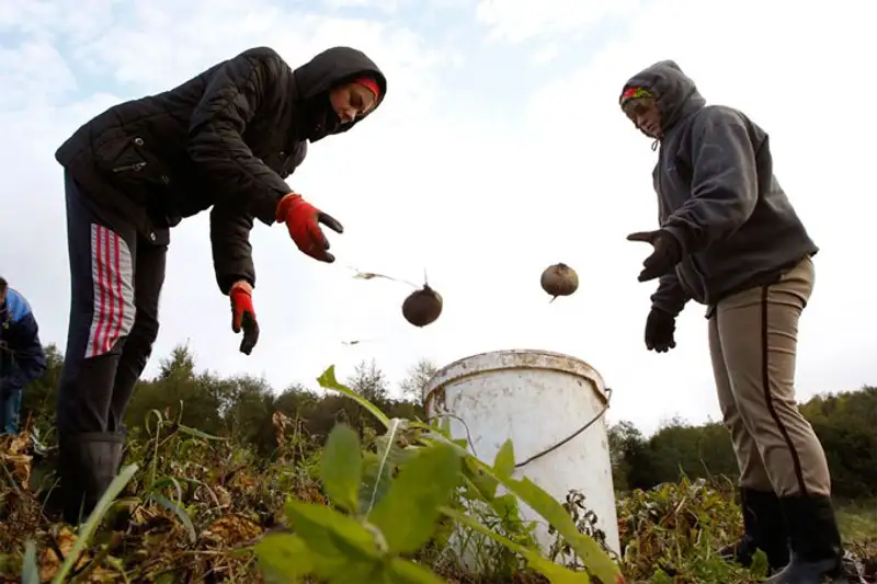 Урожай 2013, фото - Новости Zakon.kz от 07.11.2013 19:46