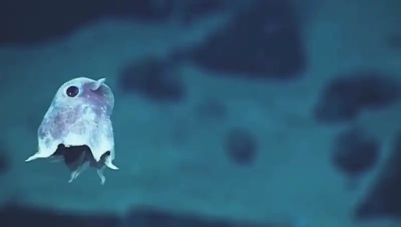 Неизвестные глубоководные существа впервые засняты на видео