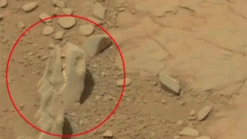 На поверхности Марса найдено таинственное животное