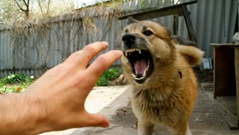 С начала года около 1 800 жителей Астаны пострадали от укусов животных