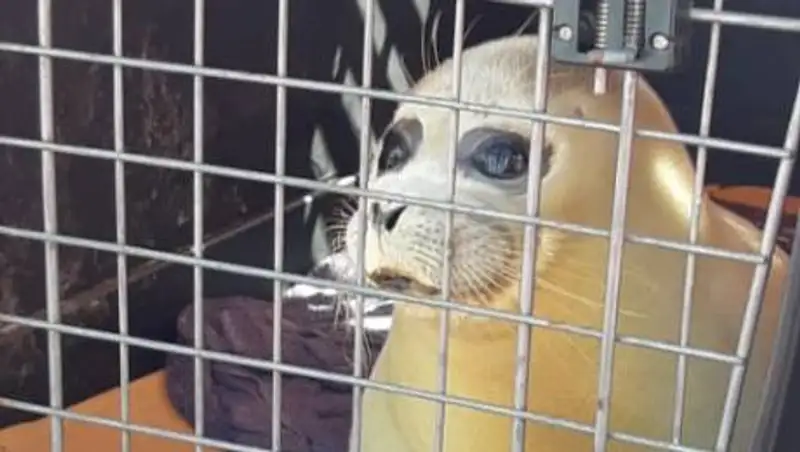 Найденный детеныш тюленя выпущен на волю в Каспийское море