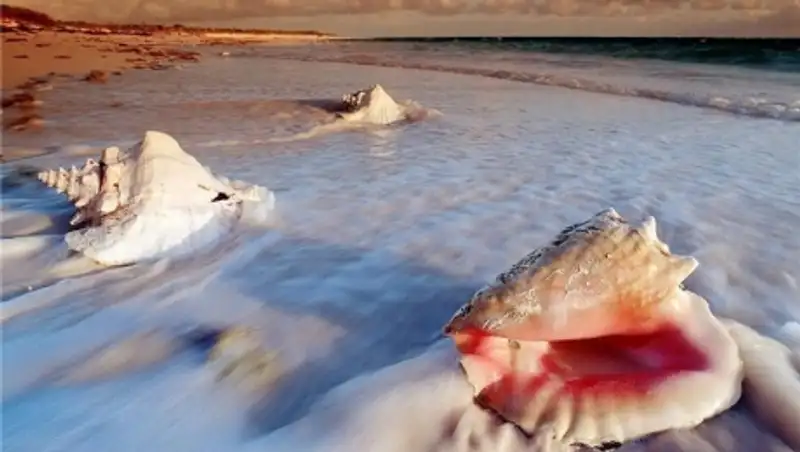 ООН приступила к работе над договором о ресурсах открытого моря