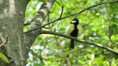 gismeteo.kz, фото - Новости Zakon.kz от 30.04.2020 06:01