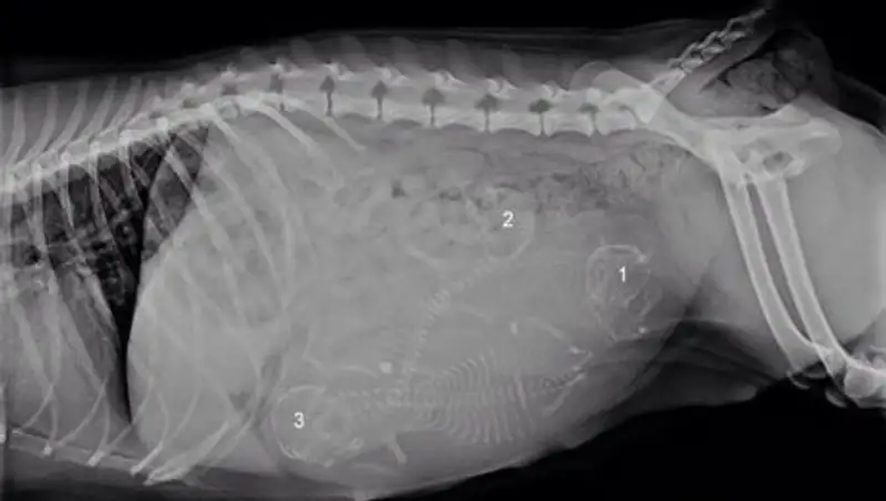 Угадайте, сколько родится малышей: рентгеновские снимки беременных животных