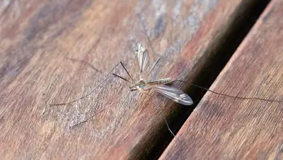 В Нур-Султане начали обработку территорий от комаров, фото - Новости Zakon.kz от 21.04.2022 23:16