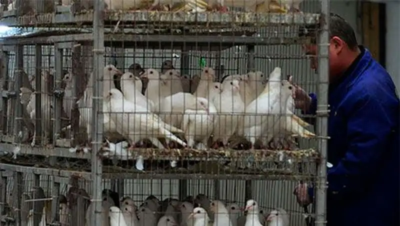 Жертвами птичьего гриппа H7N9 в Китае стали еще два человека