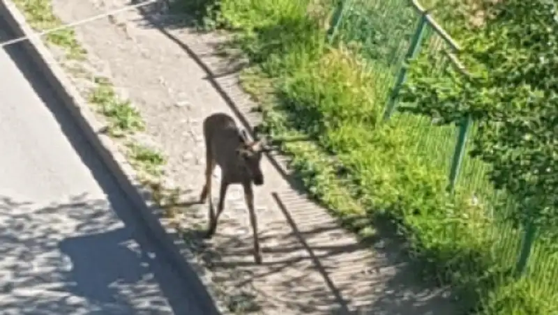 В центре Темиртау спасатели и сотрудники зоопарка пытаются поймать лося