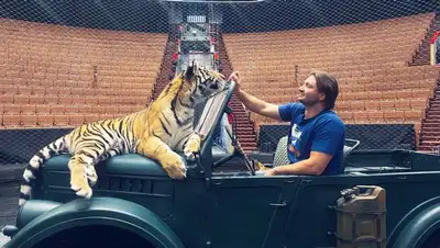 Ранил тигр во время репетиции, фото - Новости Zakon.kz от 15.11.2022 23:03