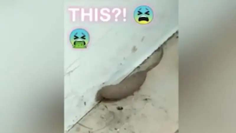 В Англии на видео попало странное существо, похожее на червя с хвостом