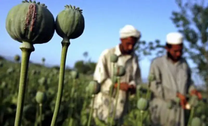 В Афганистане вырастили рекордный урожай опийного мака, фото - Новости Zakon.kz от 13.11.2013 19:30