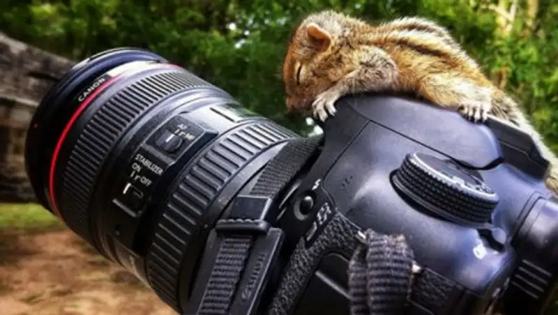 Спящие красавцы: Фото животных, которые спят там, где захотят