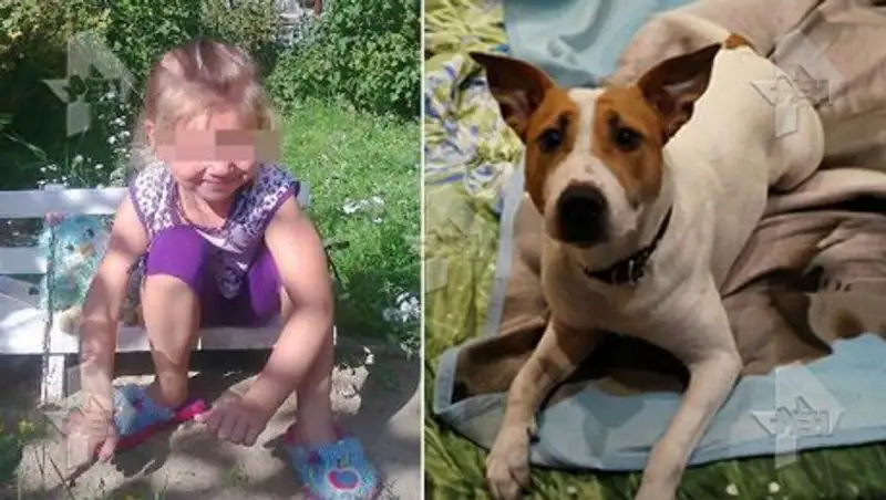 Питбуль спас 11-летнюю хозяйку от педофила