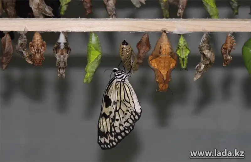 Выставка живых бабочек открылась в Актау (фото), фото - Новости Zakon.kz от 24.11.2013 17:03