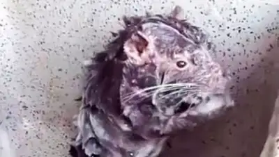 Скриншот с видео, фото - Новости Zakon.kz от 30.01.2018 01:48