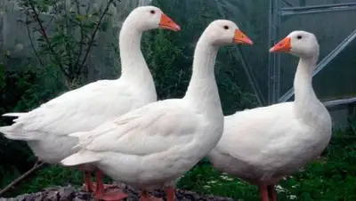 do.74.ru, фото - Новости Zakon.kz от 08.01.2018 19:31