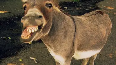 Zakon.kz, фото - Новости Zakon.kz от 13.05.2015 06:08