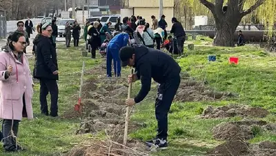 Тараз высадка деревьев, фото - Новости Zakon.kz от 02.04.2022 13:36