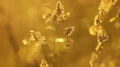 Растения , фото - Новости Zakon.kz от 24.07.2023 18:33