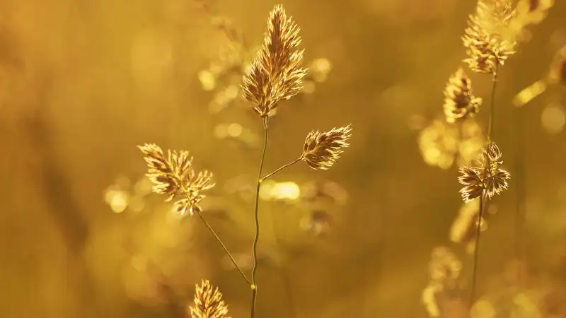 Сильная жара, дождь и туман: прогноз погоды в Казахстане на 25 июля