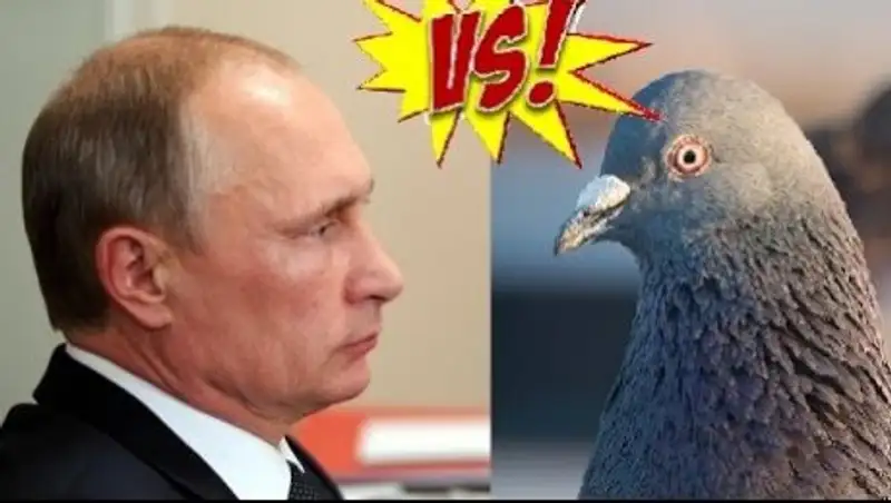 В Сети обсуждают кадры, на которых Путин поприветствовал голубя