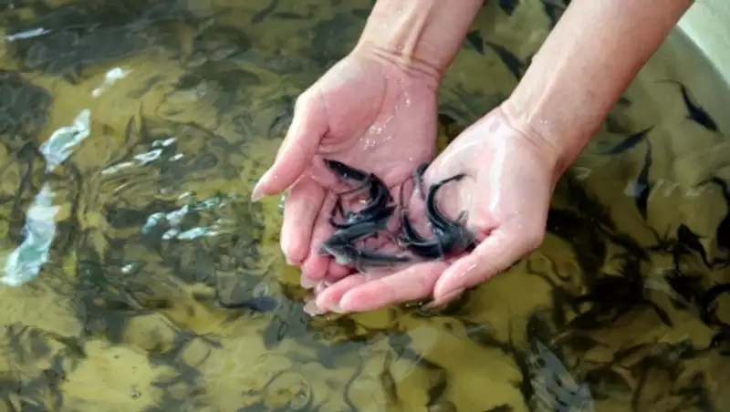 В 2015 году в водоемы РК выпущено 168 млн. штук молоди ценных видов рыб