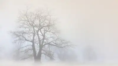 дерево, фото - Новости Zakon.kz от 16.12.2022 19:38