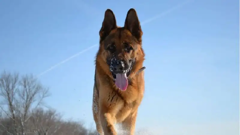 Служебная собака нашла наркотики в бане жителя Павлодара