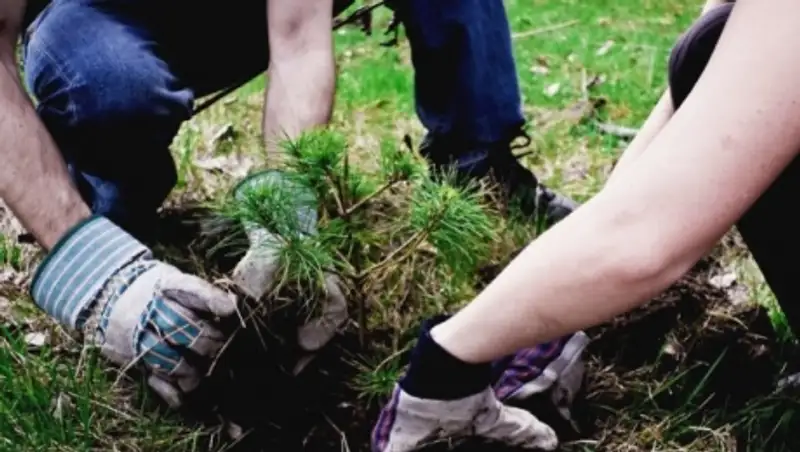 Более 6000 деревьев посадят на субботнике в Алматы
