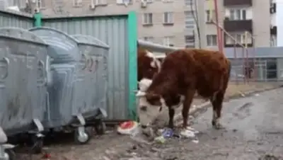 Zakon.kz, фото - Новости Zakon.kz от 01.03.2017 12:11