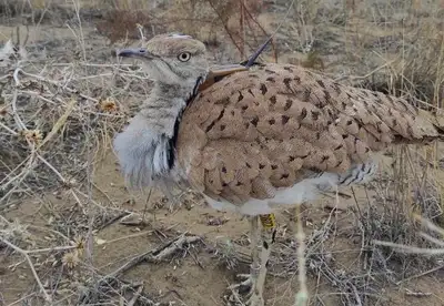 Больше 2500 редких птиц выпустили на волю для восстановления их популяции в Казахстане