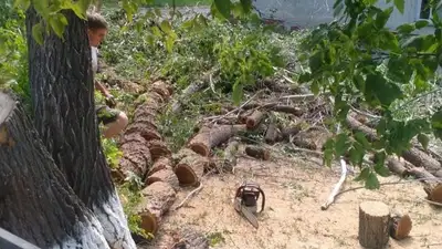 Жителей Жетысуской области возмутила несогласованная вырубка деревьев