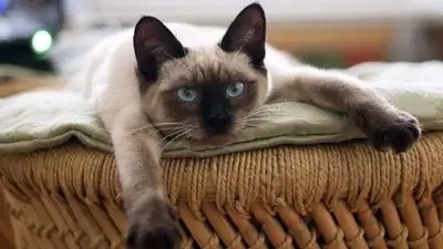 Почему кошки урчат и что это значит?, фото - Новости Zakon.kz от 11.04.2023 14:34