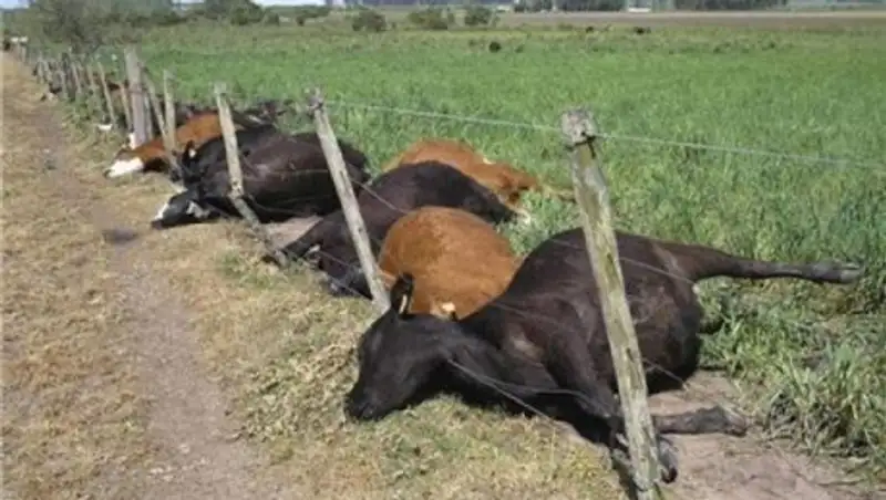 В районе массового падежа коров в Карагандинской области действует режим ЧС