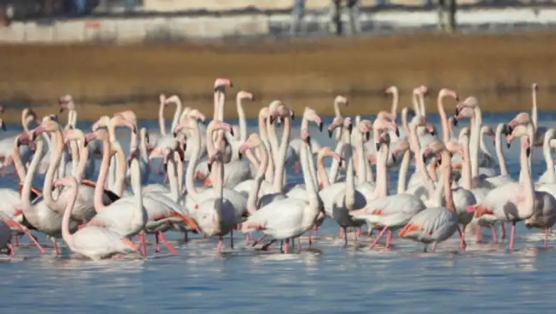 На Каспий прилетели розовые фламинго